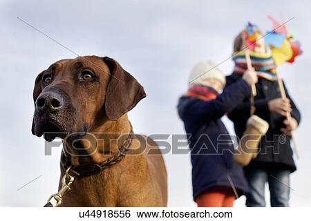 Gazing dog with boy and girl and paper windmills at coast View Large Photo Image Stock Photograph - Gazing dog with boy and girl and paper windmills at coast. Fotosearch