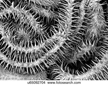 Large Caterpillar: Gold coated and imaged in Scanning electron microscope View Large Photo Image Picture - Large Caterpillar: Gold coated and imaged in Scanning electron microscope. Fotosearch