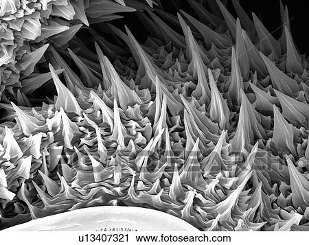 Stock Image - Large Caterpillar: Gold coated and imaged in Scanning electron microscope. Fotosearch