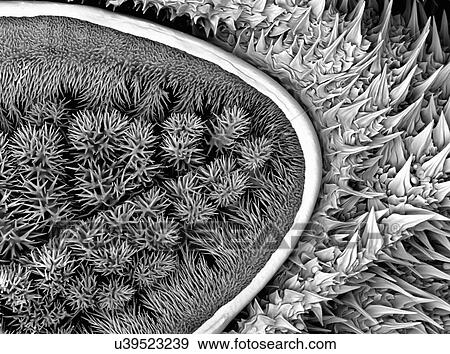 Stock Photo - Large Caterpillar: Gold coated and imaged in Scanning electron microscope. Fotosearch