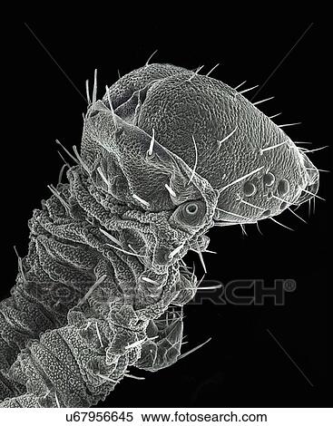 Large Caterpillar: Gold coated and imaged in Scanning electron microscope View Large Photo Image Stock Photography - Large Caterpillar: Gold coated and imaged in Scanning electron microscope. Fotosearch