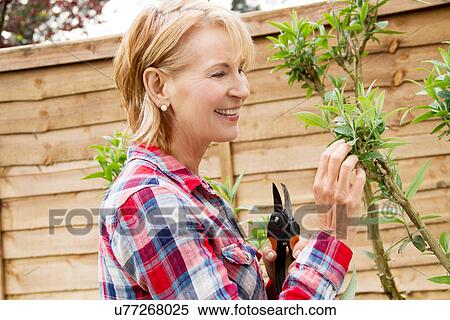 Mature woman pruning tree in garden View Large Photo Image Stock Photography - Mature woman pruning tree in garden. Fotosearch