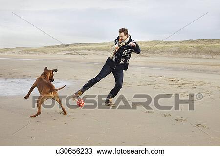 Stock Image - Mid adult man with dog playing football on beach, Bloemendaal aan Zee, Netherlands. Fotosearch