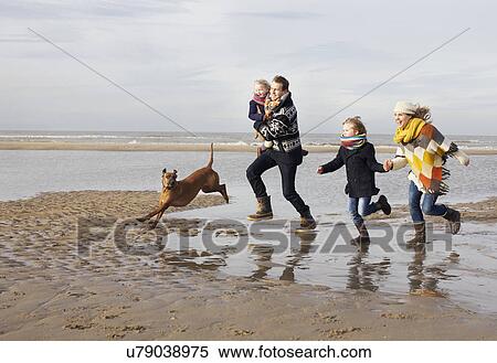 Stock Photography - Mid adult parents with son, daughter and dog running on beach, Bloemendaal aan Zee, Netherlands. Fotosearch