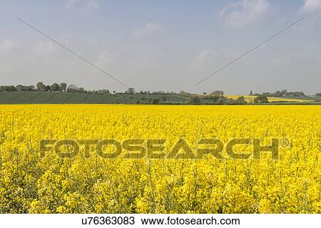 Oilseed Rape plants in bloom View Large Photo Image Stock Image - Oilseed Rape plants in bloom. Fotosearch