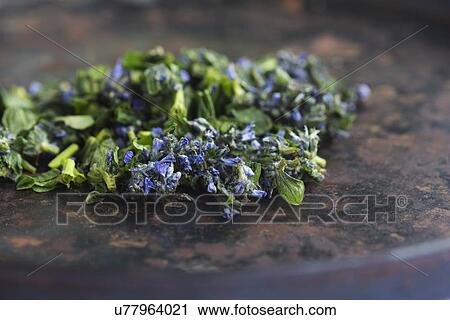 Stock Image - Picked bugleweed (ajuga) with flowers and leaves. Fotosearch