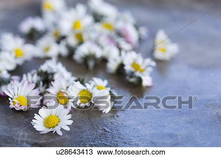 Picked daisy (Bellis perennis) flower heads. Used in herbal medicine View Large Photo Image Stock Image - Picked daisy (Bellis perennis) flower heads. Used in herbal medicine. Fotosearch