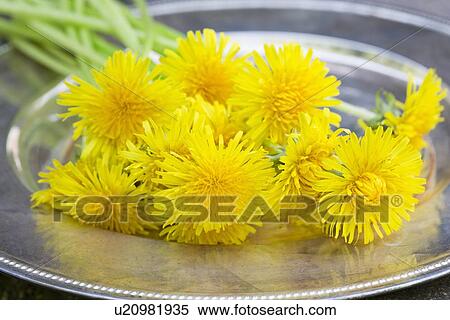 Stock Photography - Picked dandelions on a tray (taraxacum officinale). Used in food, drink, herbal medicine. Fotosearch