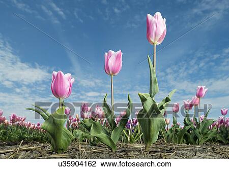 Pink tulips growing in field, Netherlands View Large Photo Image Stock Image - Pink tulips growing in field, Netherlands. Fotosearch