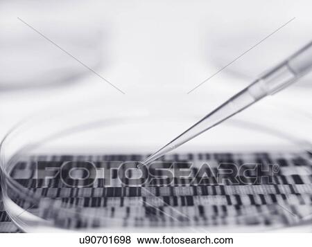 Pipette and petri dish with autoradiogram View Large Photo Image Stock Photo - Pipette and petri dish with autoradiogram. Fotosearch