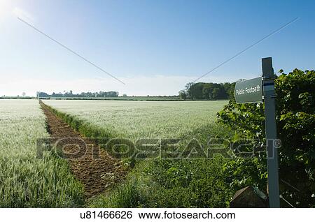 Public footpath sign for path in wheatfield View Large Photo Image Stock Photograph - Public footpath sign for path in wheatfield. Fotosearch