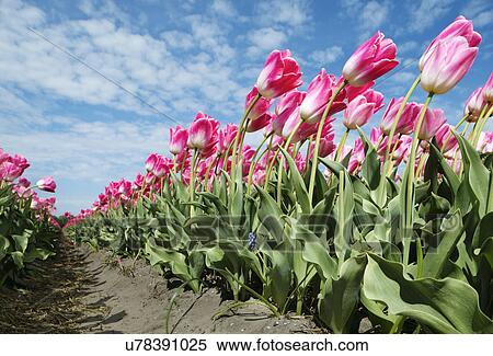 Rows of pink tulips growing in field, Netherlands View Large Photo Image Stock Photography - Rows of pink tulips growing in field, Netherlands. Fotosearch