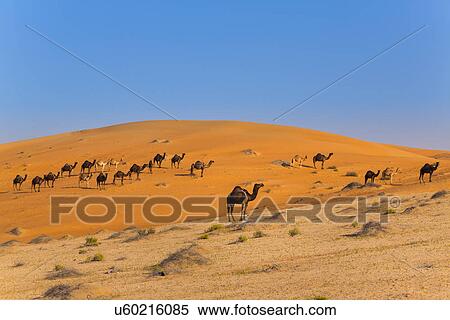Stock Photography - Rub al-Khali desert, empty quarter, Liwa desert, United Arab Emirates. Fotosearch