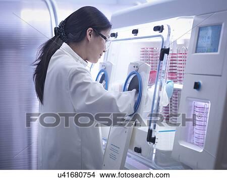 Picture - Scientist making bacterial culture in agar inside laboratory workstation. Fotosearch