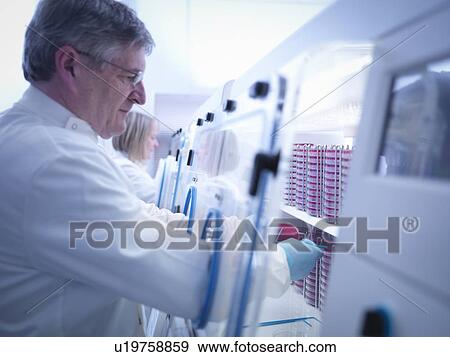 Stock Photo - Scientist making bacterial culture in agar inside laboratory workstation. Fotosearch