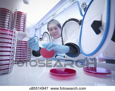 Stock Photo - Scientist making bacterial culture in agar inside laboratory workstation. Fotosearch