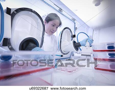 Stock Photo - Scientist making cell culture using pipette inside laboratory workstation. Fotosearch