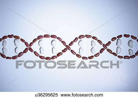Stock Photography - Still life of beans arranged in shape of a DNA strand (plant genetic research). Fotosearch