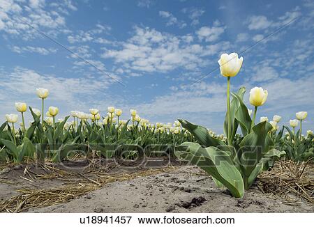 Stock Photo - Yellow tulips growing in field, Netherlands. Fotosearch
