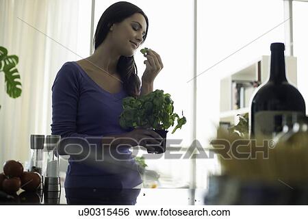 Young woman smelling basil plant in kitchen View Large Photo Image Stock Photograph - Young woman smelling basil plant in kitchen. Fotosearch