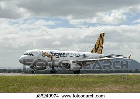 Airbus A320 of Tiger Airways at Avalon Airport View Large Photo Image Picture - Airbus A320 of Tiger Airways at Avalon Airport. Fotosearch