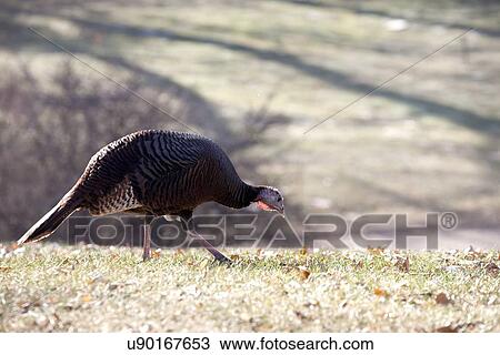 Wild turkey View Large Photo Image Stock Image - Wild turkey. Fotosearch