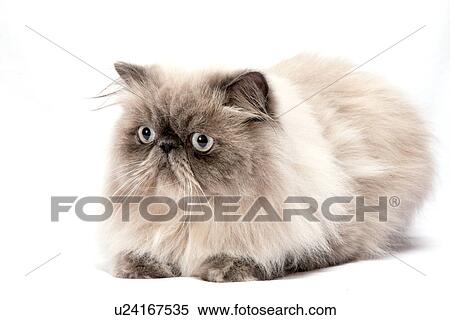 長い 髪, 国内 猫 ストックフォト/写真素材  u24167535  Fotosearch