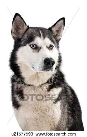 Alaskan husky View Large Photo Image Stock Image - Alaskan husky. Fotosearch