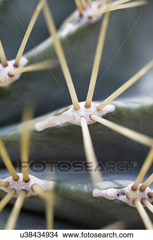 Picture - Areola with thorns of a cactus. Fotosearch