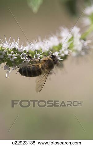 Bee on a flower View Large Photo Image Stock Photography - Bee on a flower. Fotosearch