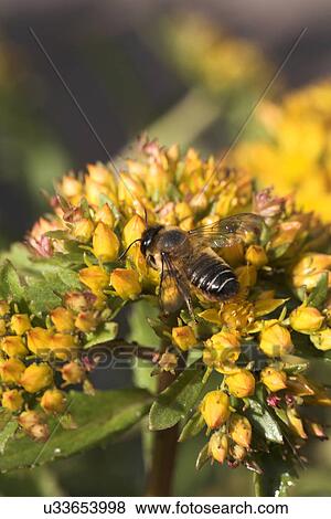 Bee on flower buds View Large Photo Image Stock Photo - Bee on flower buds. Fotosearch