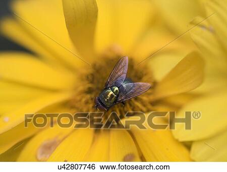 Stock Photograph - Bee on flower head. Fotosearch