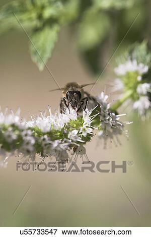 Stock Photo - Bee on flowers. Fotosearch