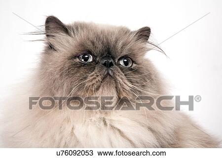 Beige Chat Persan Blanc Fond Banque D Image U Fotosearch