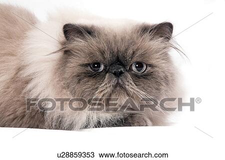 Beige persian cat on white background View Large Photo Image Stock Image - Beige persian cat on white background. Fotosearch