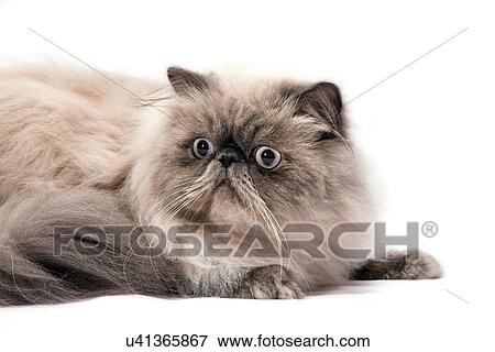 Beige persian cat on white background View Large Photo Image Stock Photo - Beige persian cat on white background. Fotosearch