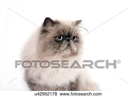 Beige persian cat on white background View Large Photo Image Stock Photo - Beige persian cat on white background. Fotosearch