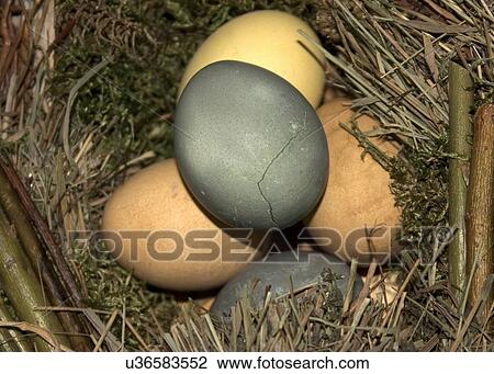 Bird eggs View Large Photo Image Stock Image - Bird eggs. Fotosearch