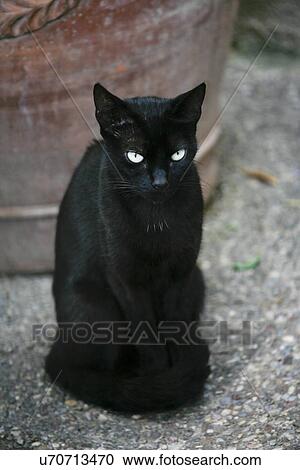 Black cat View Large Photo Image Stock Image - Black cat. Fotosearch