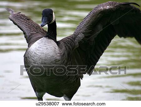 Black goose View Large Photo Image Stock Photo - Black goose. Fotosearch