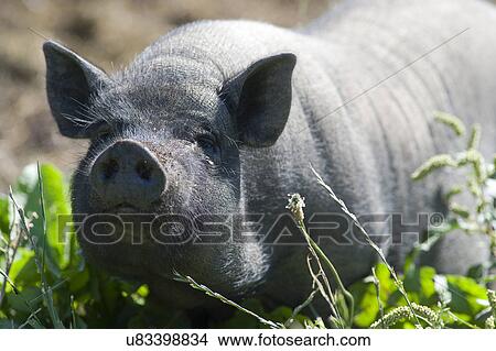 Picture - Black pig. Fotosearch