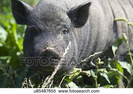 Stock Photography - Black pig. Fotosearch
