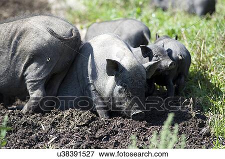 Stock Photo - Black pigs in the mud. Fotosearch
