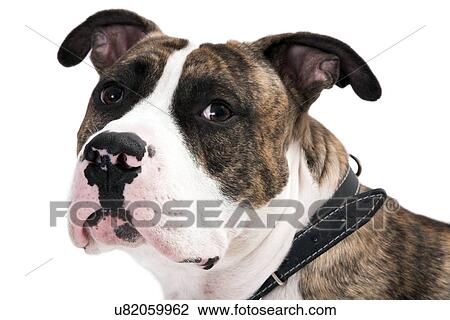 Boston terrier looking at camera View Large Photo Image Stock Image - Boston terrier looking at camera. Fotosearch