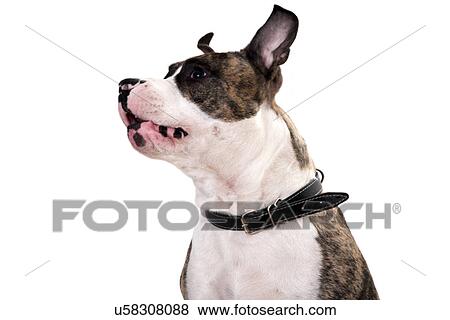Stock Photo - Boston terrier. Fotosearch