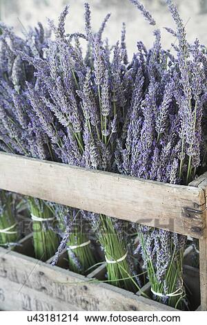 Bundles of lavender for sale View Large Photo Image Picture - Bundles of lavender for sale. Fotosearch