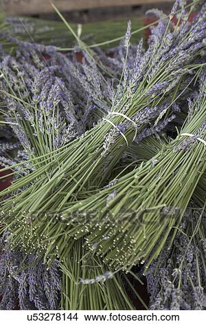 Bundles of lavender View Large Photo Image Picture - Bundles of lavender. Fotosearch