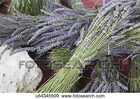Stock Photo - Bundles of lavender. Fotosearch