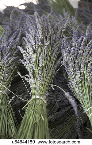 Stock Photo - Bundles of lavender. Fotosearch