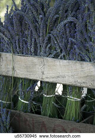 Stock Photography - Bundles of lavender. Fotosearch